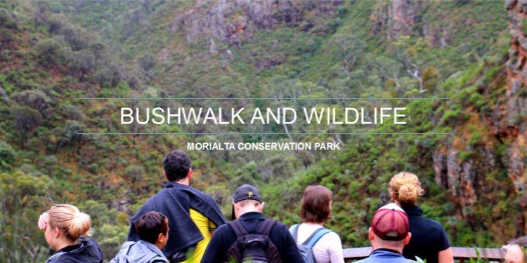 Bushwalk in Morialta Conservation Park