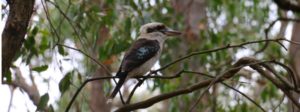 Nature and Wildlife Bushwalk at Morialta