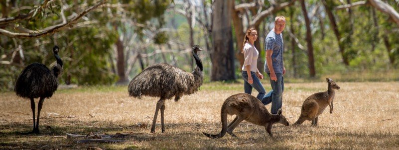 Walking-among-free-roaming-animals-.jpg