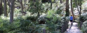 Waterfall Gully to Mount Lofty Summit Hike