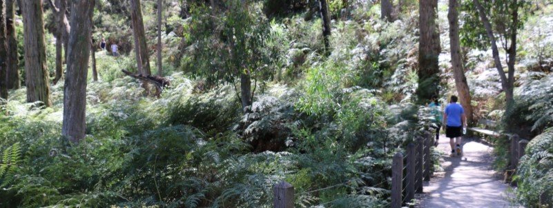 morning hike along trail in adelaide hills