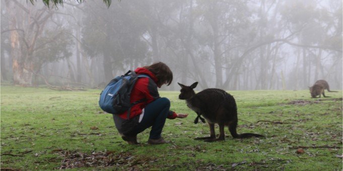 Cleland Wildlife Park Kangaroo | pureSA