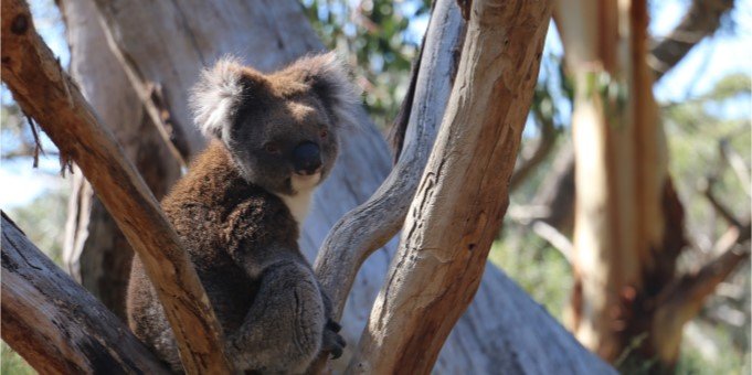 Cleland Wildlife Park Koala | pureSA