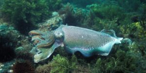 giant cuttlefish swimming in ocean