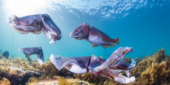 giant cuttlefish swimming in seabed