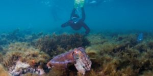 snorkel tour group with giant cuttlefish