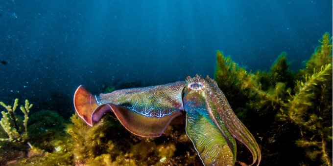 giant cuttlefish swimming in dark waters