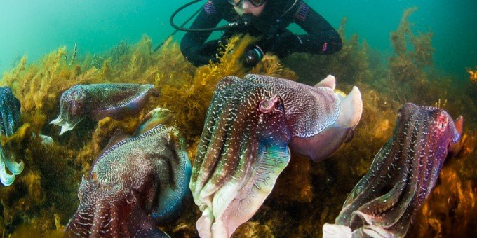 Giant Cuttlefish YouTube