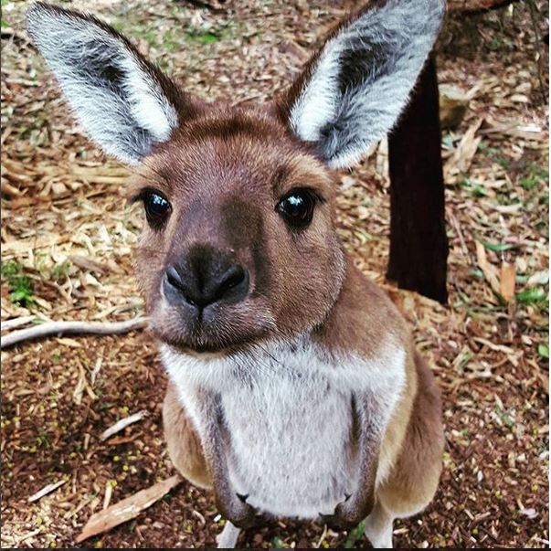 Top Australian animals pureSA