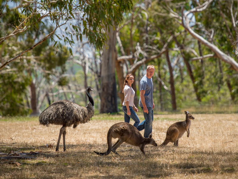 Hike to Cleland Wildlife Park