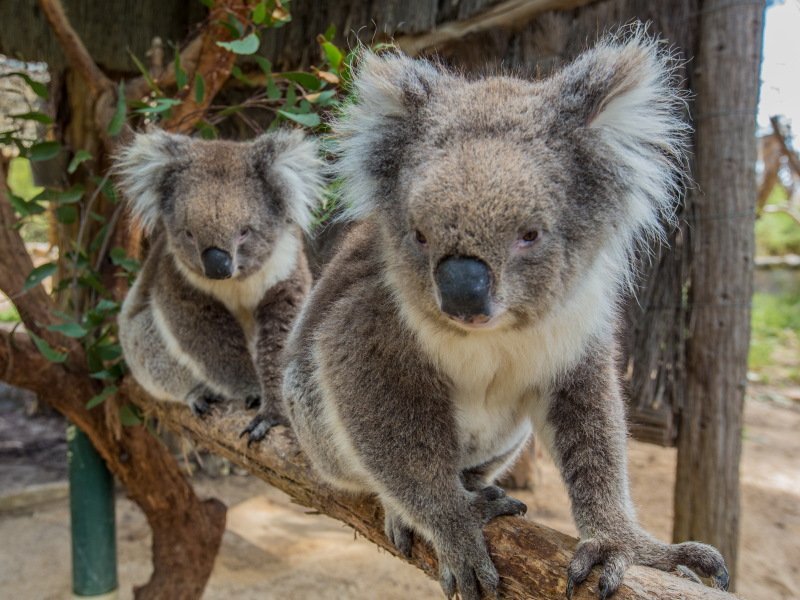 Koala's at Cleland Wildlife Park