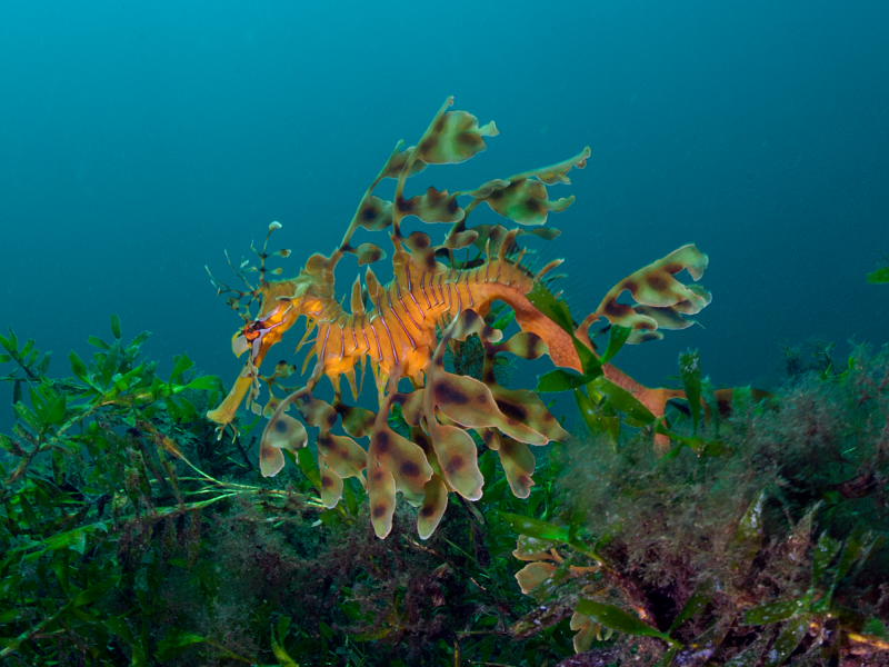 Leafy Sea Dragon Puresa