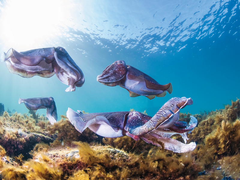 Swim with the Giant Cuttlefish