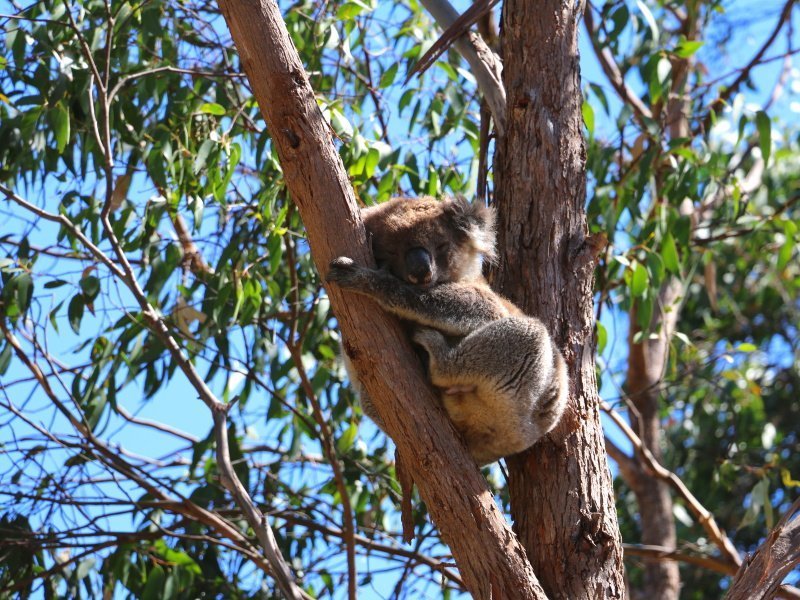 Koala at Morialta - Photo: Pure SA