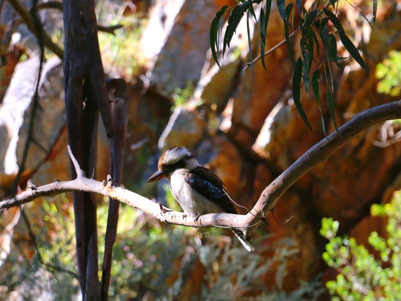 kookaburra bird in trees