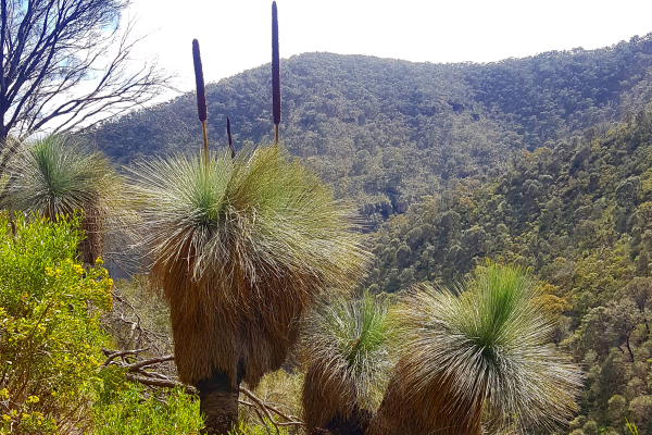 view of wilderness on bushwalking trails