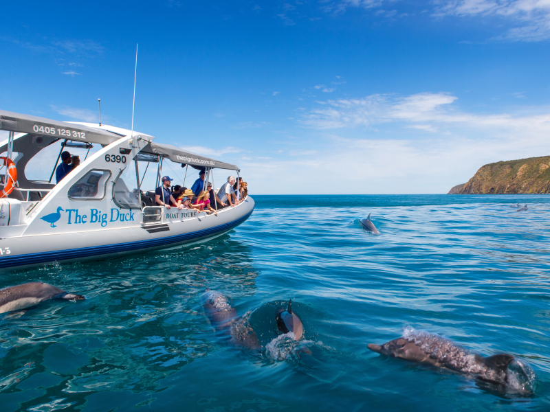 boat cruise around seal island with dolphins in the water