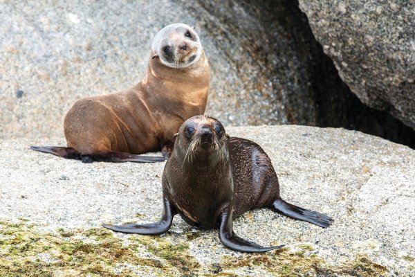 encounter bay marine wildlife