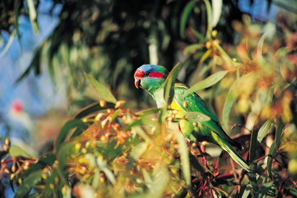 Cleland Wildlife Park