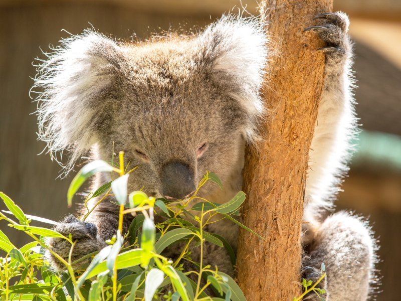 Koala close-up Cleland Wildlife Park