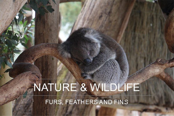 Nature and Wildlife in Adelaide