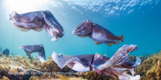 giant cuttlefish swimming in seabed
